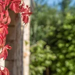 Myrties Stone - Ta Petrina Pensiune agroturistice